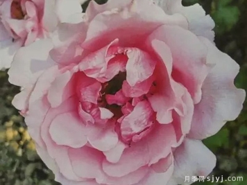 比利时公主斯蒂芬妮月季Princesse Stephanie de Belgique