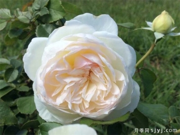 波莱罗月季/波列罗舞Bolero