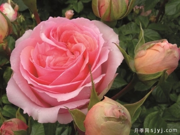 波斯钢琴月季Persicum Piano
