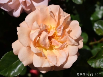 勃艮第夫人月季Etiennette de Bourgogne