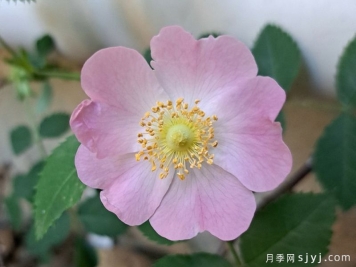 勃艮第月季Bourgogne