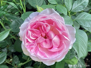 女王伊丽莎白二世月季/铂金庆典月季Queen Elizabeth II