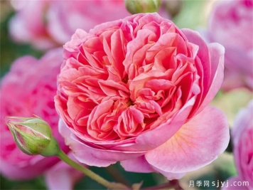 博斯科贝尔月季/博斯克贝尔月季Boscobel