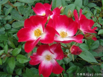 布卡武月季Bukavu