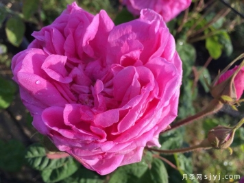 布莱塔月季/布列塔Bullata