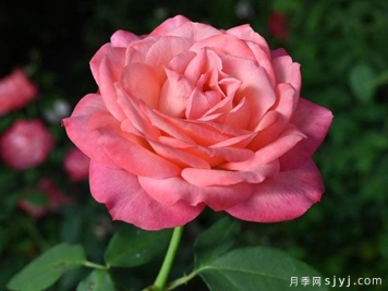 彩霞月季/晚霞