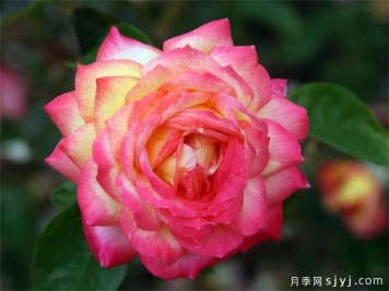 朝云月季/东方黎明月季Asagumo