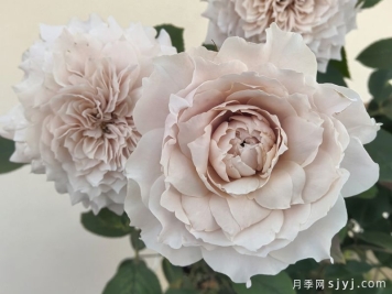 沉月月季