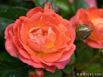橙芒绝代佳人月季Orange Glow Knock Out