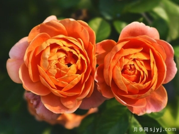 橙色浪漫月季/浪漫橙色月季Orange Romantica