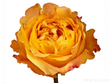 橙色丽娃月季/橙色风暴/橙色伊娃Orange Reeva