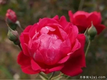 赤龙含珠月季