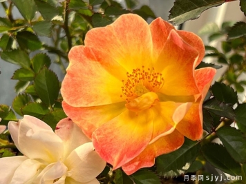 出尘月季