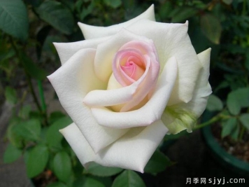 初恋月季Hatsukoi