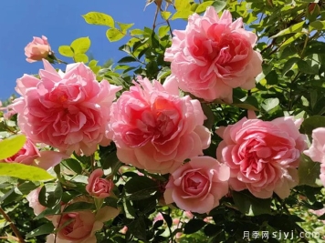 春潮月季