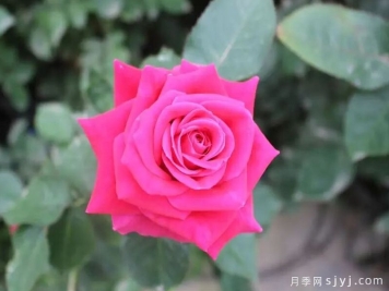 春花秋月月季
