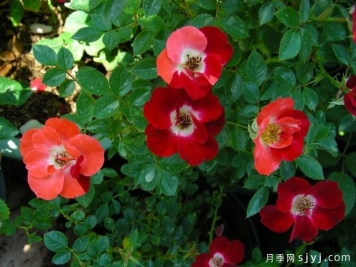 春日狂欢月季Spring Fling