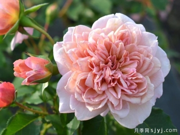 刺绣月季Broderi