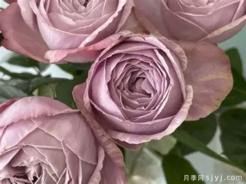 淡紫色棉花糖月季Mauve Gy Mauve