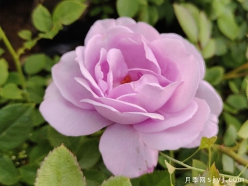 藤本月季网的介绍