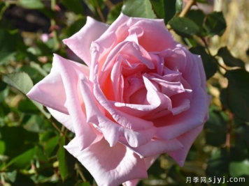 迪诺月季Deano