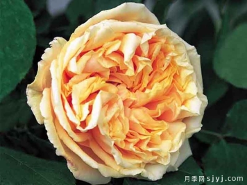 第戎的荣耀月季Gloire de Dijon