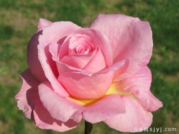 蒂芙尼月季/蒂凡尼Tiffany