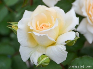敦煌月季