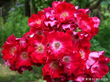多特蒙德月季Dortmund