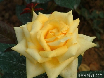 俄州黄金月季/黄金旷Oregold
