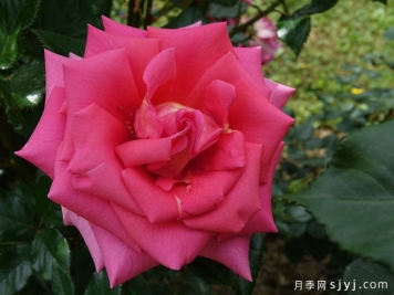 芬芳艾莉婕月季Fragrant Alizee