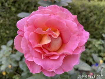 粉红天堂月季Pink Paradise