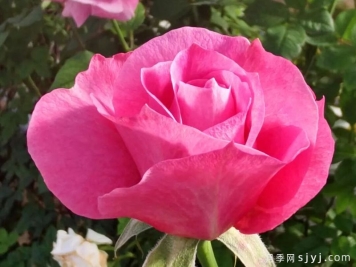 粉柔月季