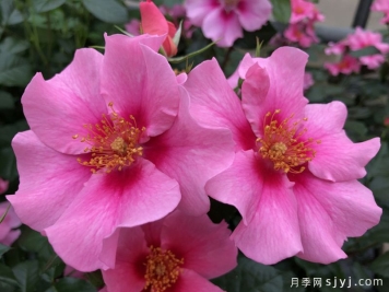 粉色见你月季/再见粉色See You in Pink