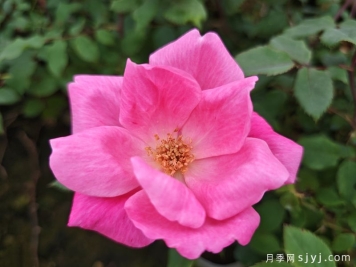 粉色绝代佳人月季Pink Knock Out