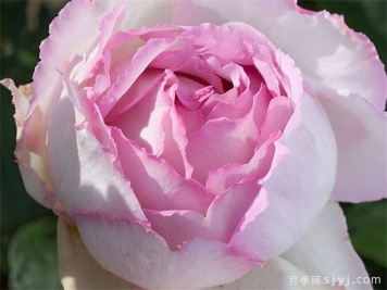 粉色伊芙伯爵月季/粉伯爵Pink Yves Piaget
