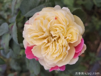 风月月季Fengetsu