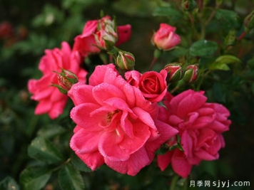 寒地玫瑰月季