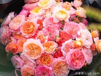 枫林漫月季
