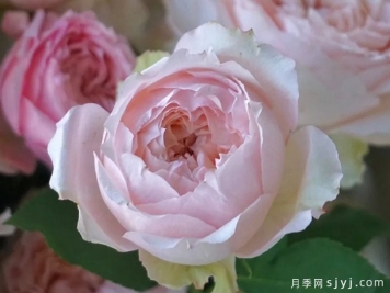 蜂蜜朱莉塔月季/蜂蜜朱丽叶塔Julieta Honey