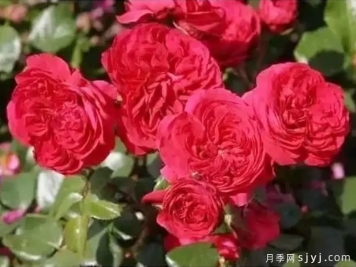 西湖红月季