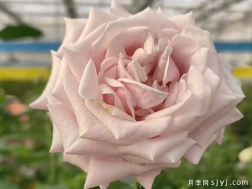 娇龙月季
