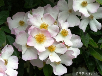 弗朗西斯莱斯特月季Francis E. Lester