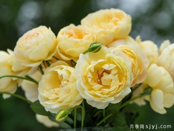 歌笛月季Goldie
