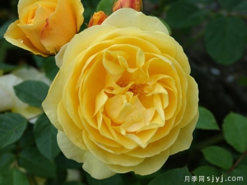 格拉汉托马斯月季Graham Thomas