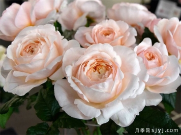 古丽娅夫人月季/古利亚夫人Madame Gulya