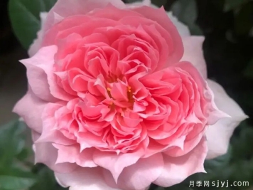复古珊瑚月季M-Vintage Coral