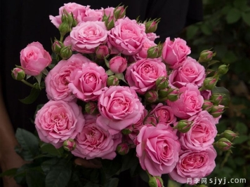 贵妇朱莉塔月季/公主朱莉塔/贵妇朱丽叶塔Julieta Princessa
