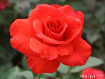 翰钱月季Kanegem