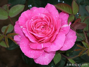和平之光月季